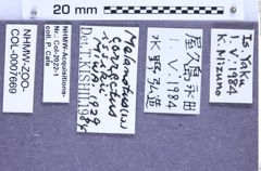 Etikette zu Melanotus correctus issikii (Miwa, 1929) (NHMW-ZOO-COL-0007669)